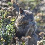 cambria2012CN_0091 (November 04, 2012)